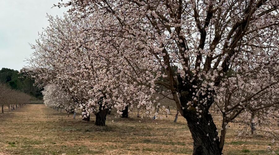 Experiencia Monte Júcar – Visita la finca de almendros ecológicos