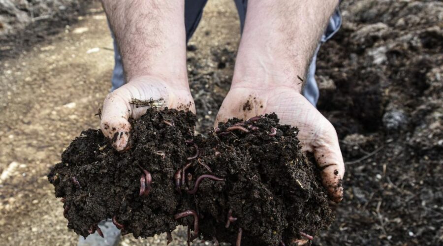 Experiencia Humus Fértil: descubre el ciclo de la naturaleza